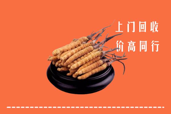 收购行情：汕头南澳县冬虫夏草回收多少钱每克